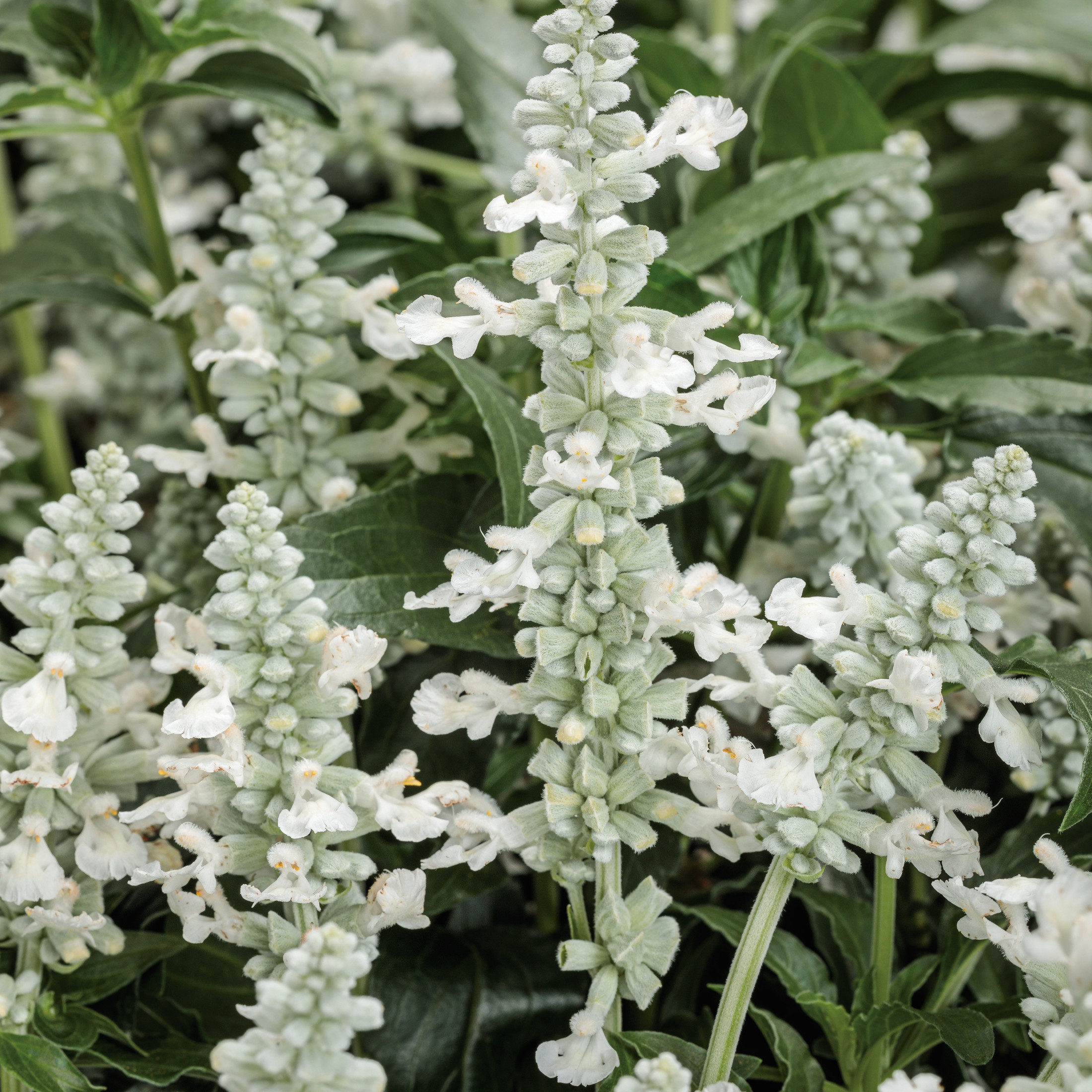 Proven Winners 8" Unplugged White Mealycup Sage Live Plant in 6.5" Pot