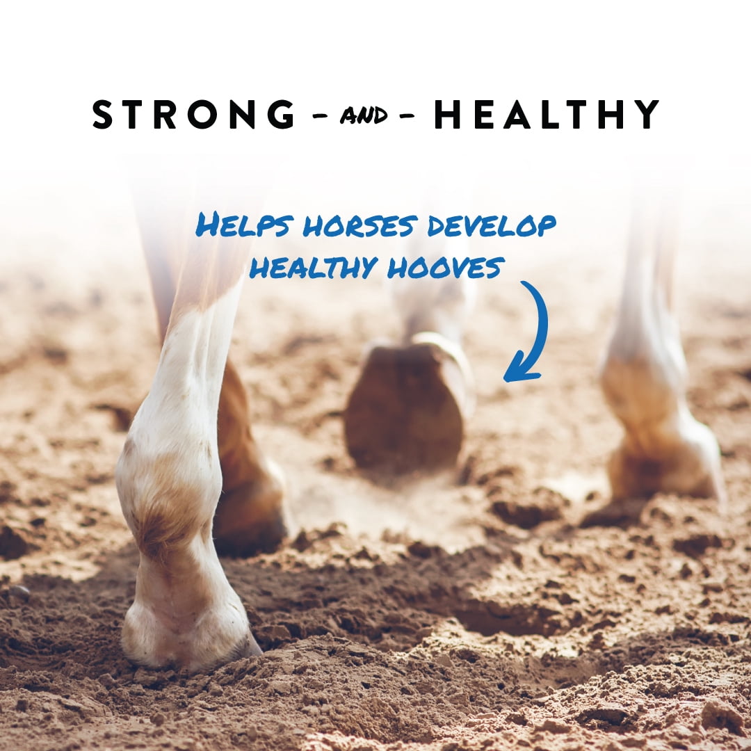 Manna Pro Sho-Hoof Supplement for Horses, Biotin and Zinc Methionine for Healthy Hooves, 5 lb