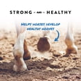 thumbnail image 2 of Manna Pro Sho-Hoof Supplement for Horses, Biotin and Zinc Methionine for Healthy Hooves, 5 lb, 2 of 7