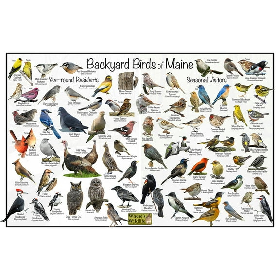 Backyard Birds of Maine Bird Identification Poster - Birdwatching Nature Chart