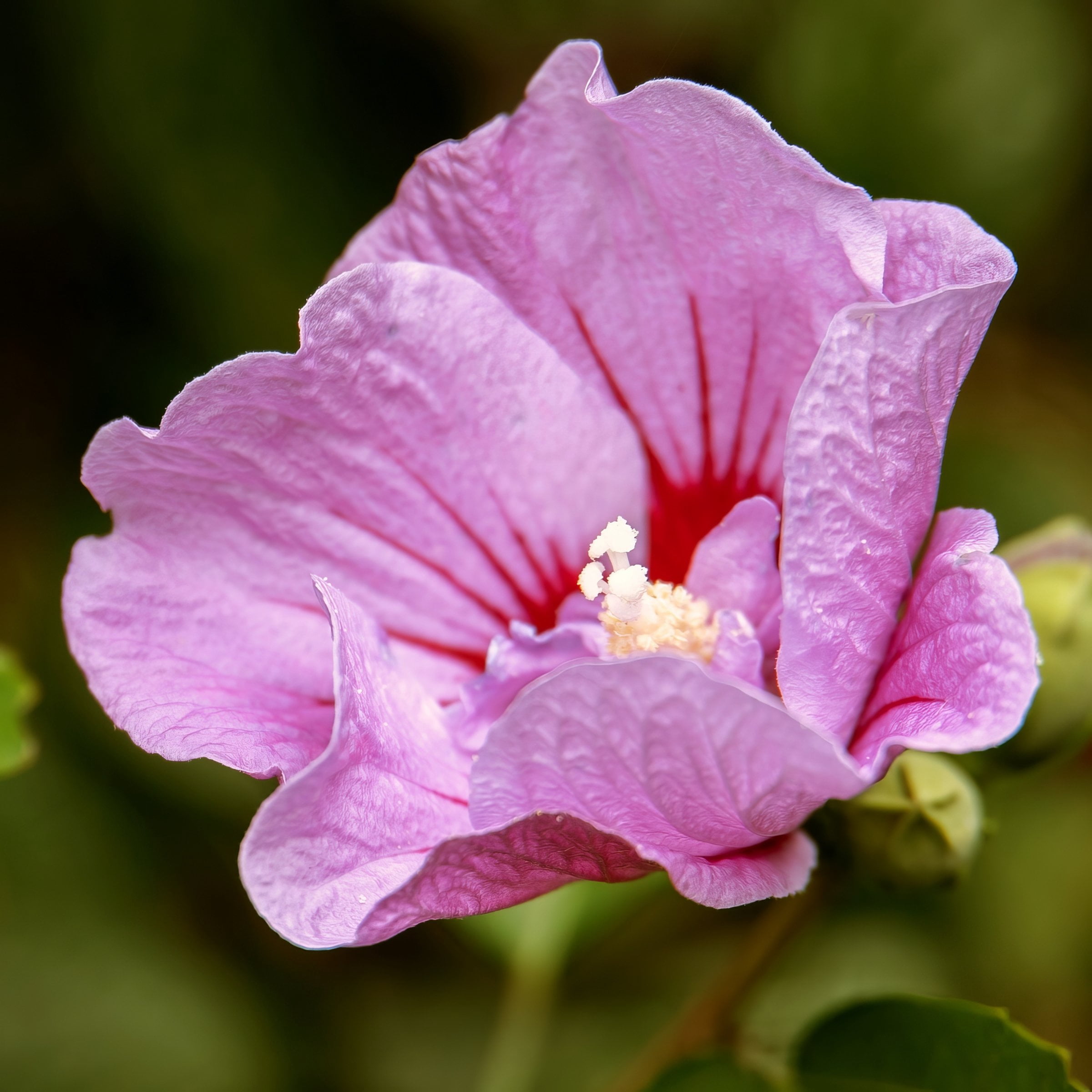 National Plant Network 3 gal. Hibiscus Purple Pillar Live Shrub