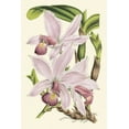 thumbnail image 2 of Vision Studio 17x24 White Modern Wood Framed Museum Art Print Titled - Delicate Orchid I, 2 of 4