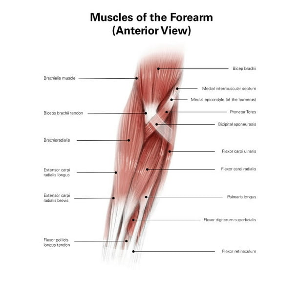 Diigital Illustration Of Muscles Of The Forearm Anterior View Poster Print By Alan Gesek Stocktrek Images 11 X 17 Walmart Com Walmart Com