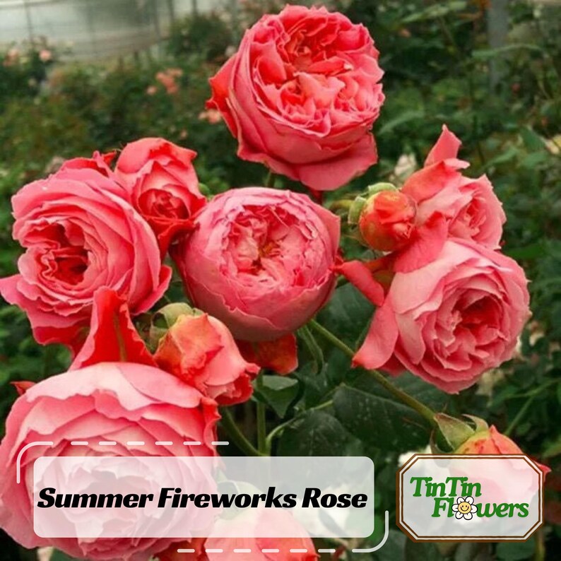 30 Seeds Summer Fireworks Rose Seeds Clumping Cold Late Winter to Early Spring Plant Time Garden Blooms