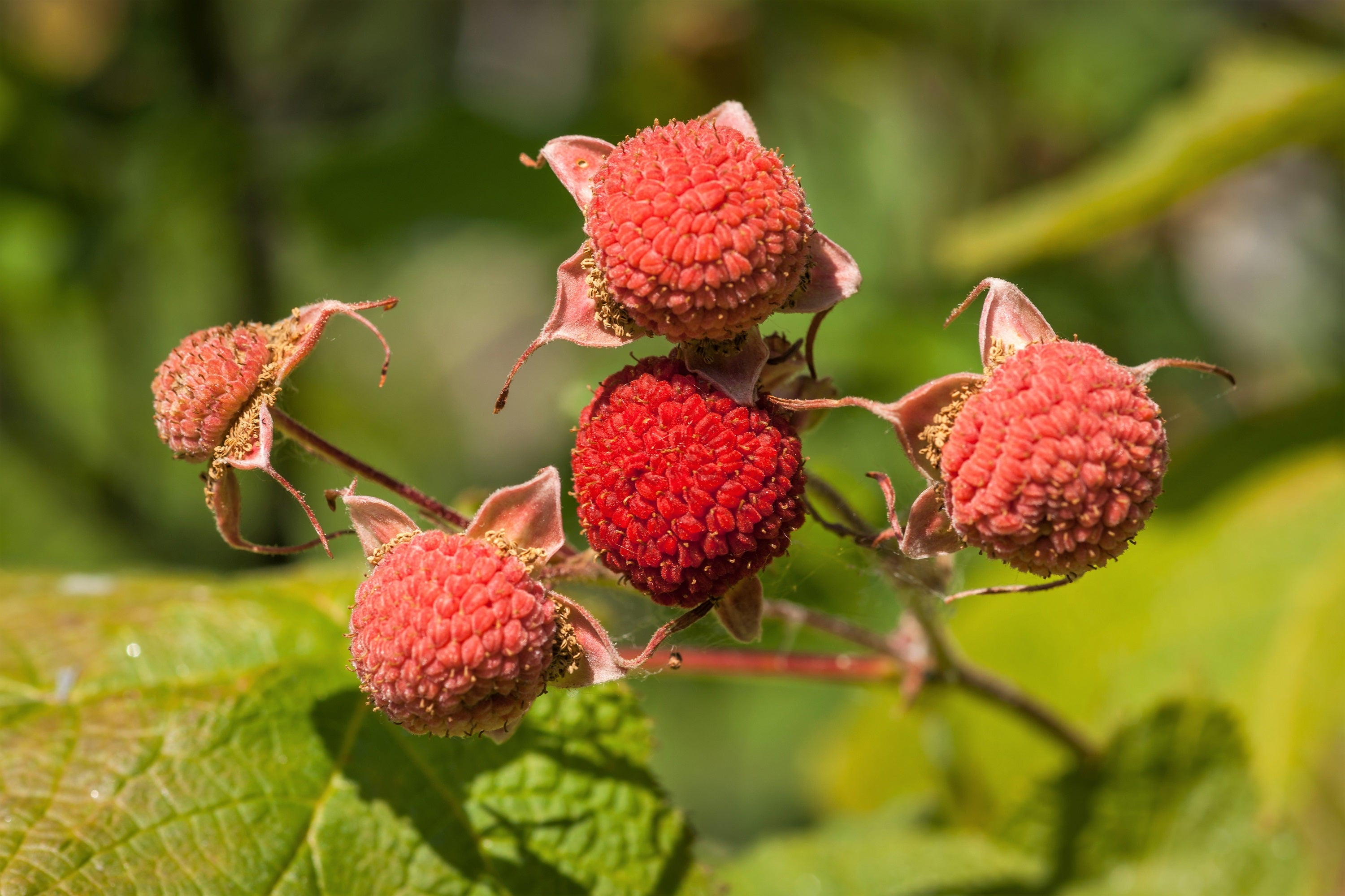 50 THIMBLEBERRY Rubus Parviflorus Edible Red Berry Fruit Native White