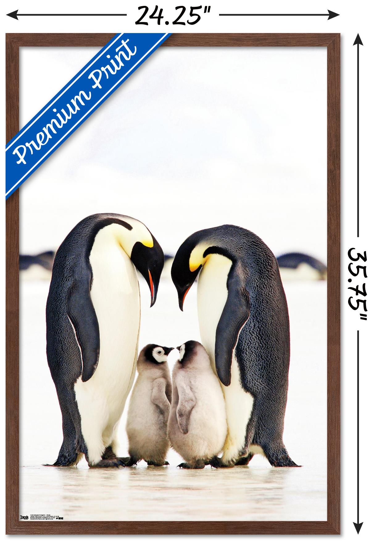 Trends International Animals & Insects Framed Poster