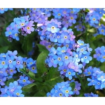 5,000  Blue Forget Me Not Seeds for Planting | Easy to Grow Wildflower Seeds | Made in USA, Ships from Iowa.