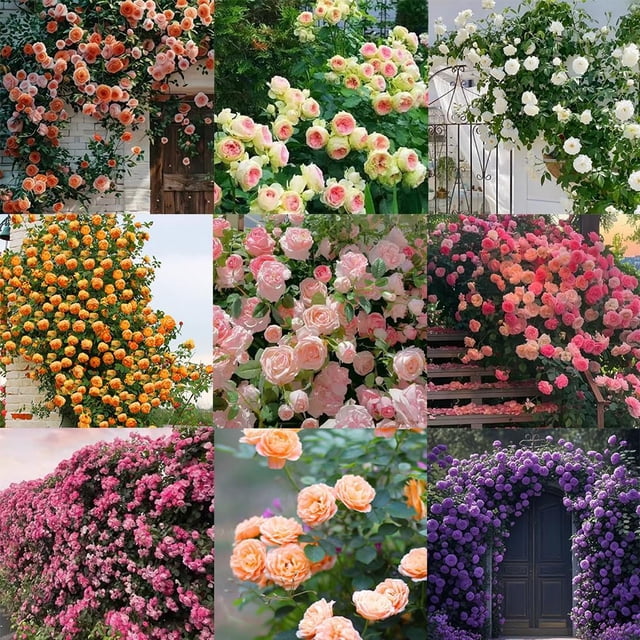 Climbing Rose Seeds for Planting Outdoors, Mixed Climbing Vine Rose Flower Seeds for All Seasons (Mixed,1000PC)