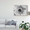 thumbnail image 3 of Trademark Fine Art 'B&W Peony II' Canvas Art by Franklin Kearney, 3 of 4
