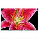 Trademark Art "Stargazer Lily" Canvas Wall Art by Kathie McCurdy