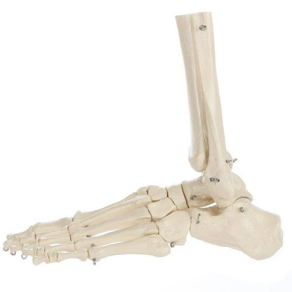 Rudiger Anatomie Premium Foot Skeleton with Portion of Tibia and Fibula
