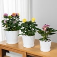 thumbnail image 7 of USHOBE 2Sets Clear Glass Flowerpot Set for Gardening 5.70X5.70X4.91in, 7 of 7
