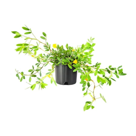Ornamental Peanut Grass Golden Glory I 2 Large Gallon Size Plants Arachis Glabrata Eco-Friendly Ground Cover with Vibrant Yellow Blooms, Drought-Tolerant