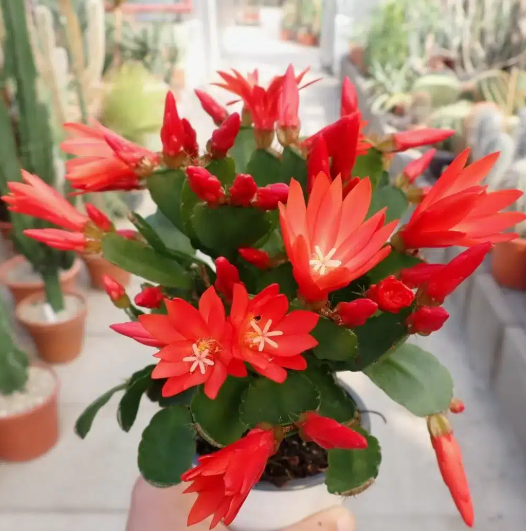 Random Easter Cactus Plant Live for Planting, Spring Blooming Flowering Succulent Plant for Indoor Houseplant in 2 Inch Pot (Red or Pink)