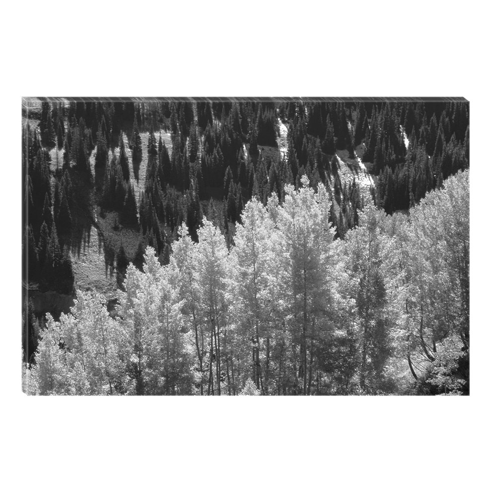 Startonight Canvas Wall Art Black and White Abstract Forest Trees from