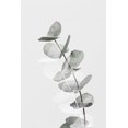 thumbnail image 2 of Artographie Studio 23x32 Black Ornate Wood Framed with Double Matting Museum Art Print Titled - Eucalyptus Creative 05, 2 of 4