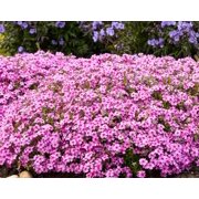 50 Caramba Phlox Seeds – Perennial Garden Flower – Pollinator Friendly Blooming Plant