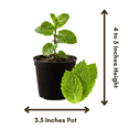 thumbnail image 6 of Mojito Mint Plant, Mint Herb Plants Live, Fresh Herb in 3.5 Inches Pot,  Fragrant and Edible Leaves, Full Rooted from 4 to 6 Inches Tall for Outdoor Gardening, 6 of 9
