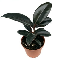 Ficus Decora Burgundy Live Potted House Plants, 3.5" Pot