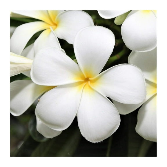 4 HAWAIIAN WHITE PLUMERIA PLANT CUTTINGS ~ GROW HAWAII