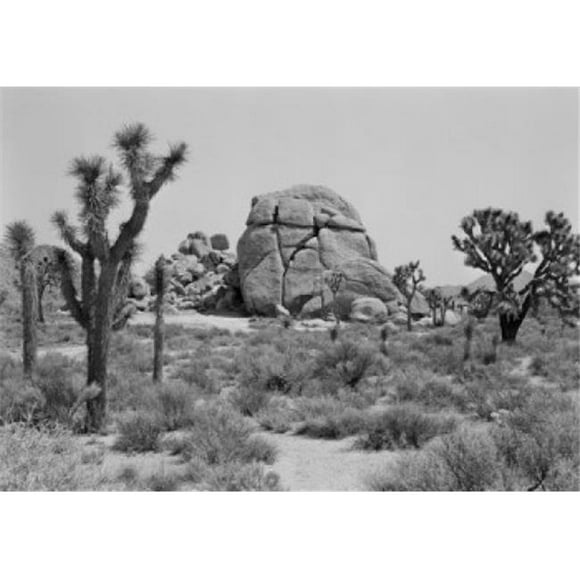 Posterazzi SAL255419117 USA California Yucca Valley Yucca Trees & Boulder Poster Print - 18 x 24 in.