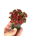 thumbnail image 4 of Hypoestes Red Splash Live Potted House Plants Air Purifying, 2" Pot, 4 of 5
