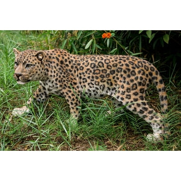 Hi-Line Gift Ltd 87694 Leopard Stalking
