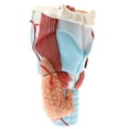 thumbnail image 1 of Magnification 2X Human Pharynx Larynx Model - Removable 5 Parts, Supplies, Students Teaching & Learning Aids, 1 of 8