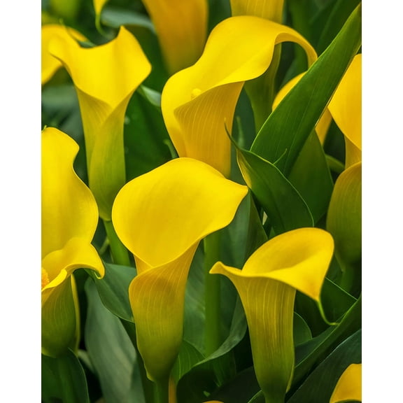 Sun Club Calla Lily® - 3 tubers