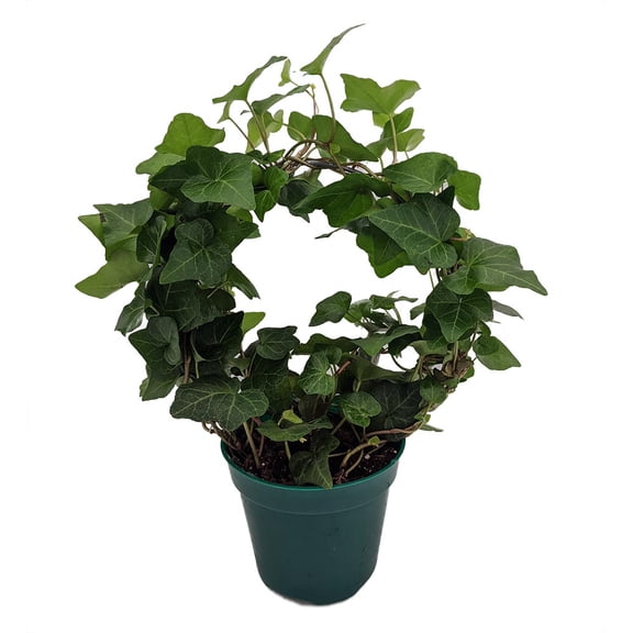 Living Wreath English Ivy - Hedera - 4" Pot with Hoop Trellis - Indoors