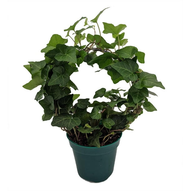 Living Wreath English Ivy Hedera 4" Pot with Hoop Trellis Indoors