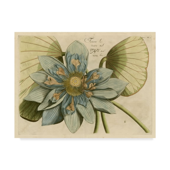 Trademark Fine Art 'Blue Lotus Flower I' Canvas Art by Vision Studio