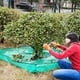 thumbnail image 4 of Xihbxyly Lona para Podar Jardines, Multiusos, Recogedor de Hojas, Diseño de Hule Duradero, Fácil de Usar y Limpiar, Ideal para Podar Árboles y Arbustos, y para El Mantenimiento de Jardines Exteriores, 4 of 6