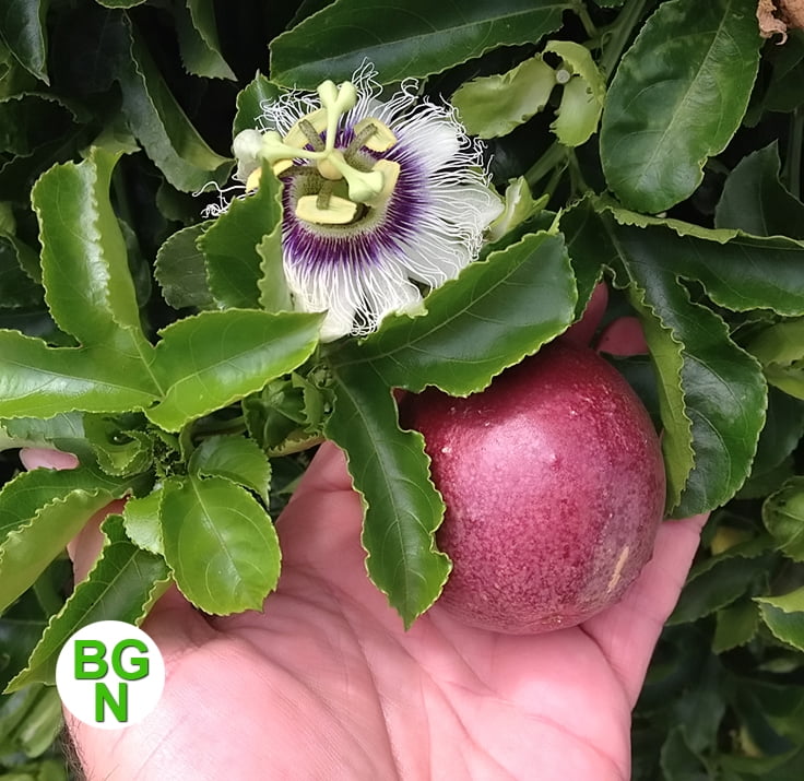 Red Rover Passion Fruit Vine  Edible Passion Fruit - Live Plant - Passiflora Edulis