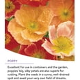 thumbnail image 4 of Mélange de Graines de Fleurs Sauvages Vivaces, 4 of 4