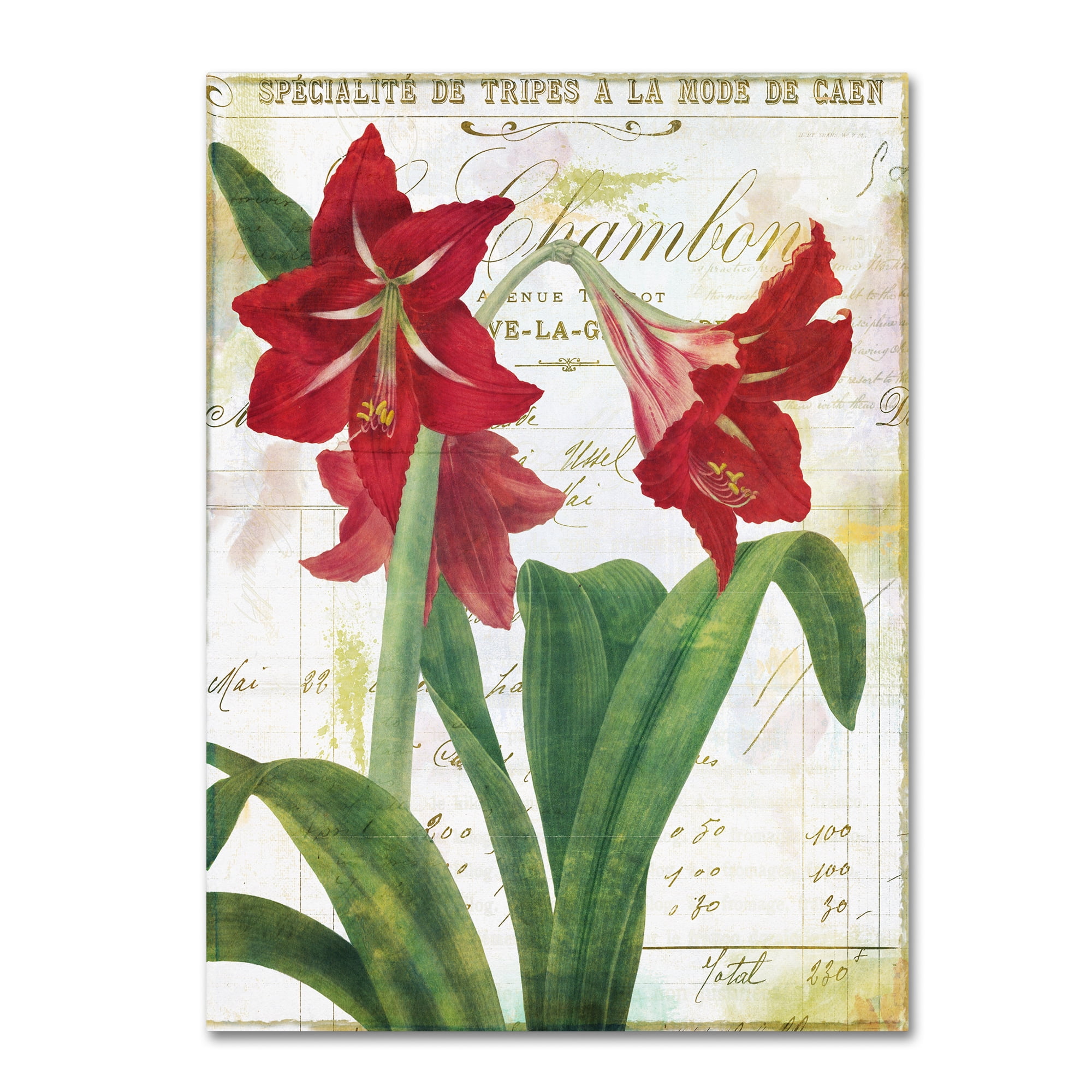Trademark Fine Art "Peppermint Amaryllis" Canvas Art by Color Bakery