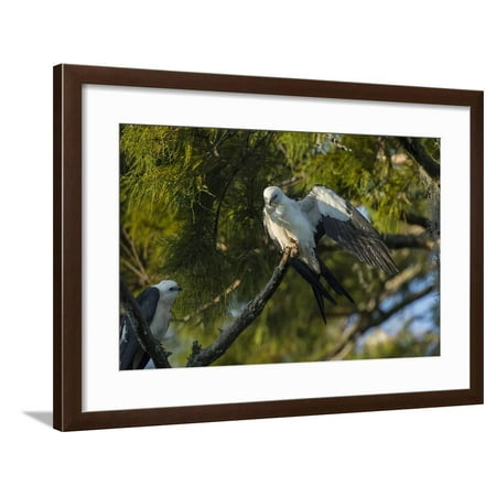 Woodruff Park Swallow-Tailed Kite Preening at its Roost, Lake Woodruff NWR, Florida Framed Print Wall Art By Maresa Pryor ()