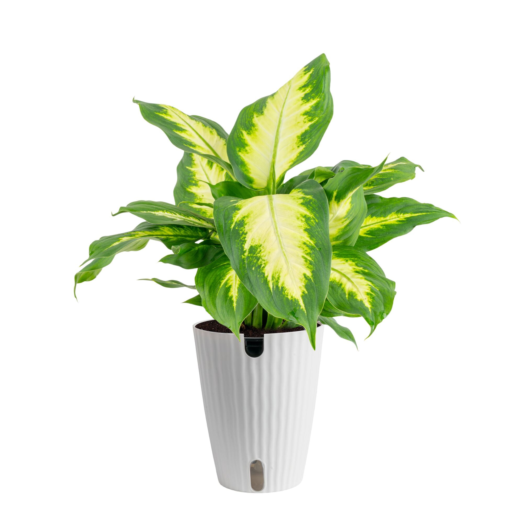 lemon lime pothos 6" Pothos 'Lemon Meringue'  Canopy Plant Co