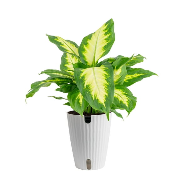 Costa Farms 12" Grower's Choice Dieffenbachia Live House Plants in 5" Self-Watering Planter