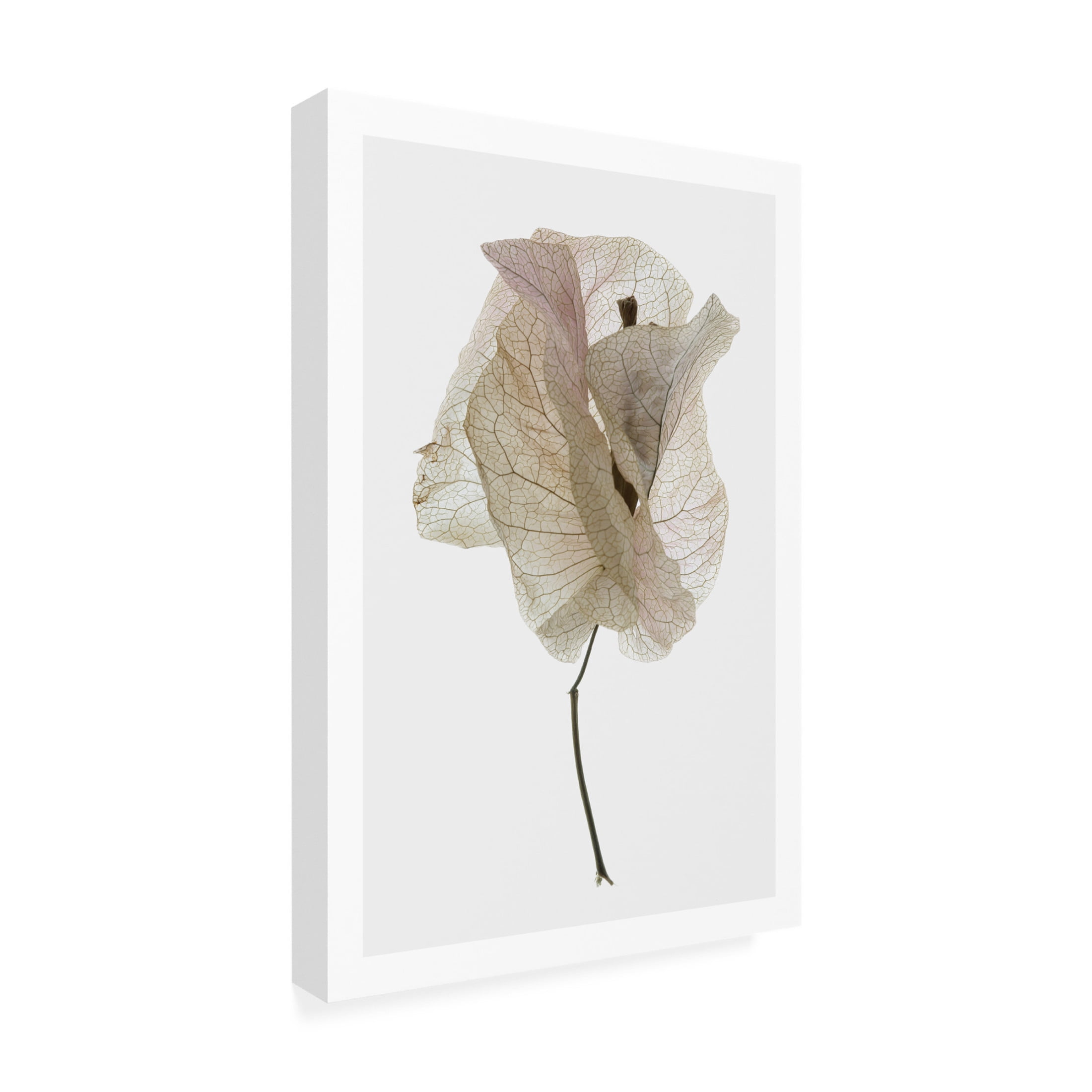 Trademark Fine Art Shot by Clint Bougainvillea Study No1 Canvas Wall Art