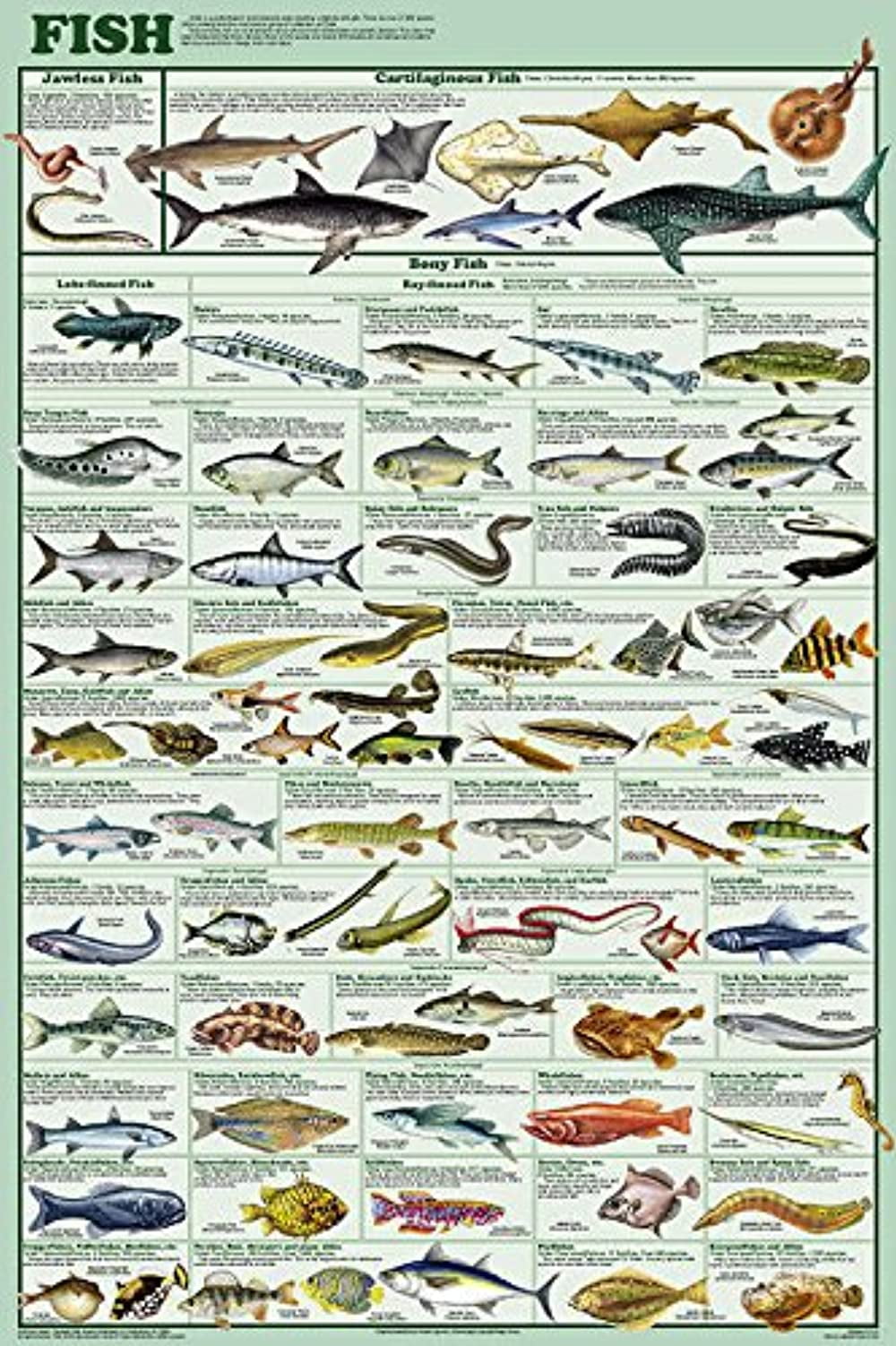 Mammal Evolution Educational Science Teacher Classroom Chart Print Poster 24x36 