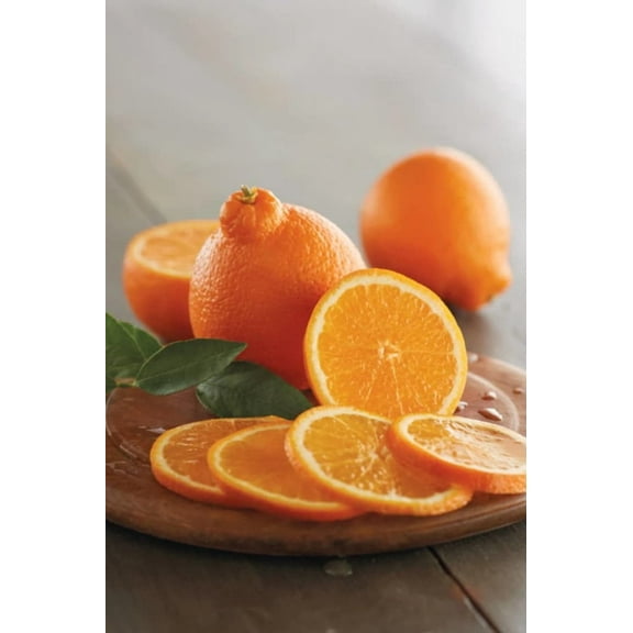 Red Mineola Tangelo Honeybell Tree GRAFTED . Citrus Manderian Fruit. 2-4 ft. we ship to all states