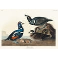 thumbnail image 2 of Audubon, John James 14x11 Gold Ornate Wood Framed with Double Matting Museum Art Print Titled - Harlequin Duck, 2 of 4
