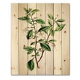thumbnail image 3 of Designart 'Ancient Green Leaves Plants VII' Traditional Print on Natural Pine Wood, 3 of 5