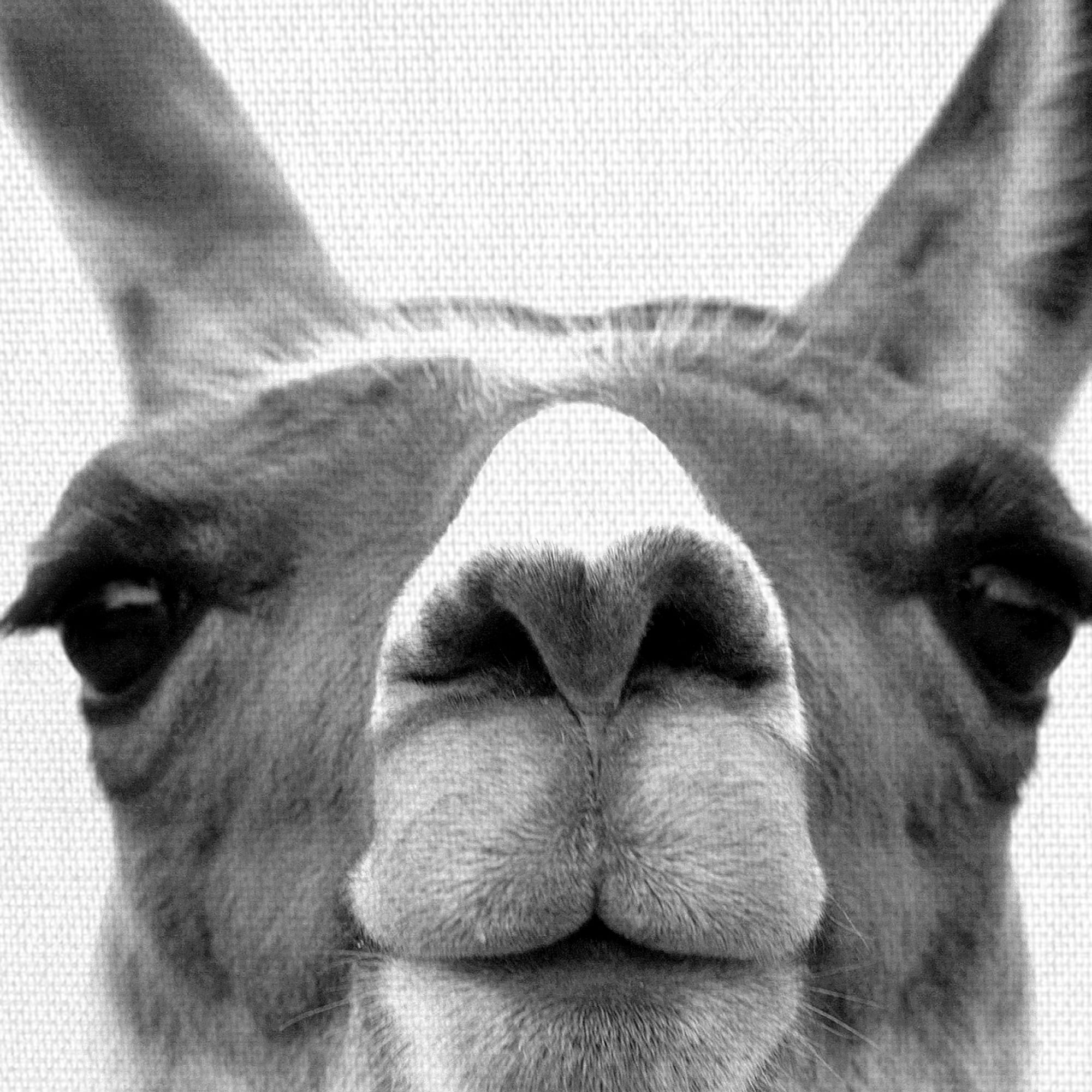 Masterpiece Art Gallery Listening Llama by Belle Maison Canvas Art Print 30" x 40"