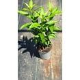 thumbnail image 2 of 1 Nicely-Sized Fragrant Night Blooming Jasmine in one trade gallon Container (0.667 gallons of dirt), 2 of 4