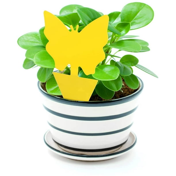 10PCS Sticky Traps, Sticky Fruit Fly and Gnat Trap Yellow Sticky Bug