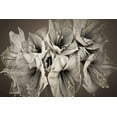 thumbnail image 2 of Frank, Assaf 18x13 White Modern Wood Framed Museum Art Print Titled - Grand Floral, 2 of 4