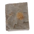 thumbnail image 1 of Cola de Trilobites Naturales Fósiles Fósiles Antiguos de de Enseñanza Sunnimix Muestra de fósiles de trilobites, 1 of 8