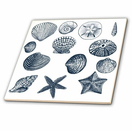 - 3dRose Blue Sea Shells Nautical beach theme ocean art - Ceramic Tile, 4-inch